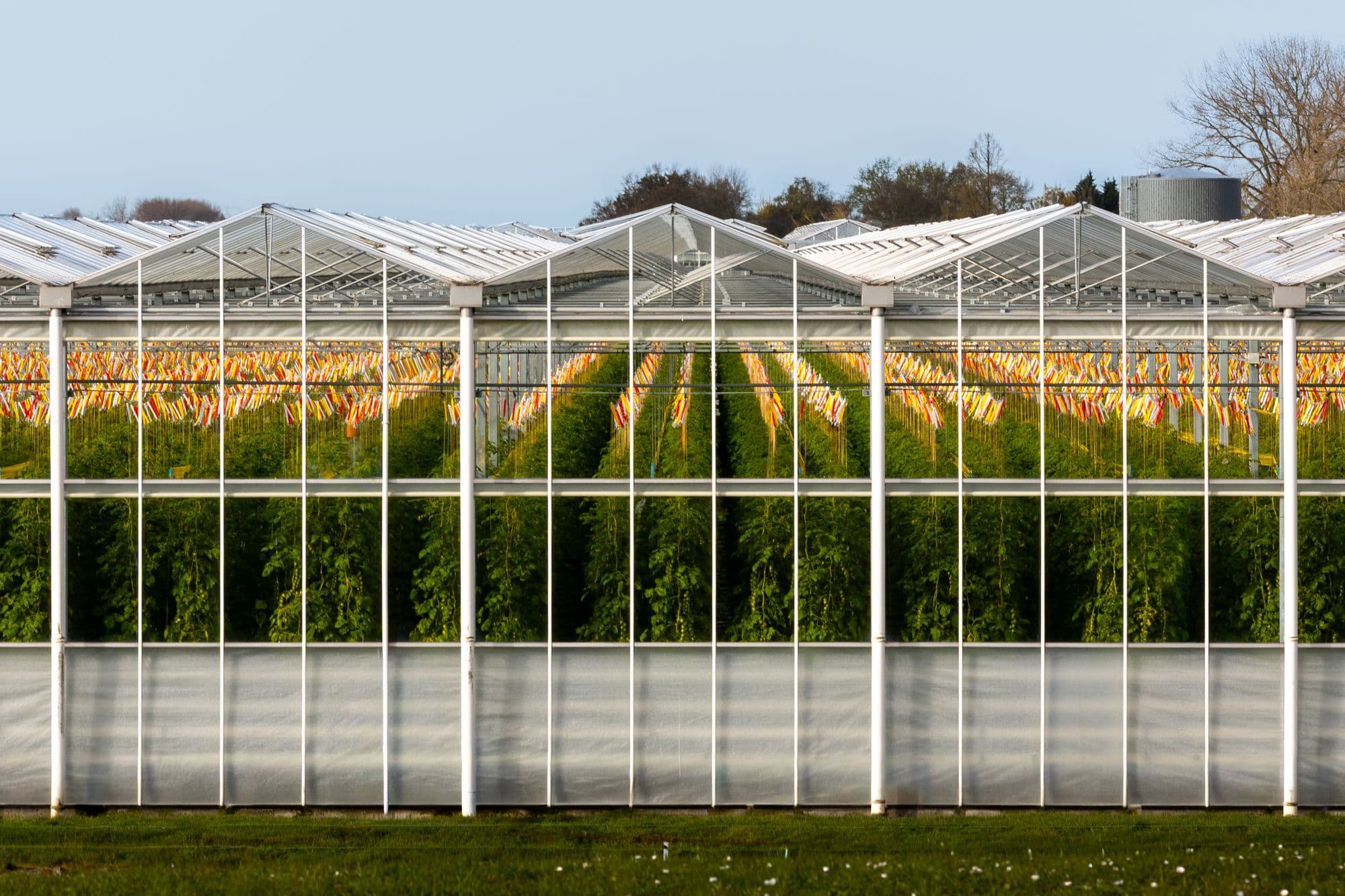 Modern commercial glass greenhouse with crop rows